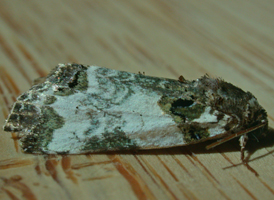 Tufted Bird-dropping Moth